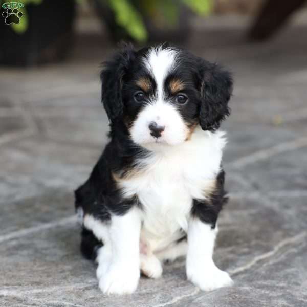 Laiken, Cavapoo Puppy